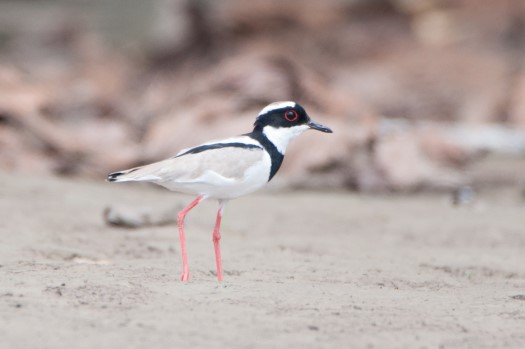 Pied Lapwing in Cuyabeno